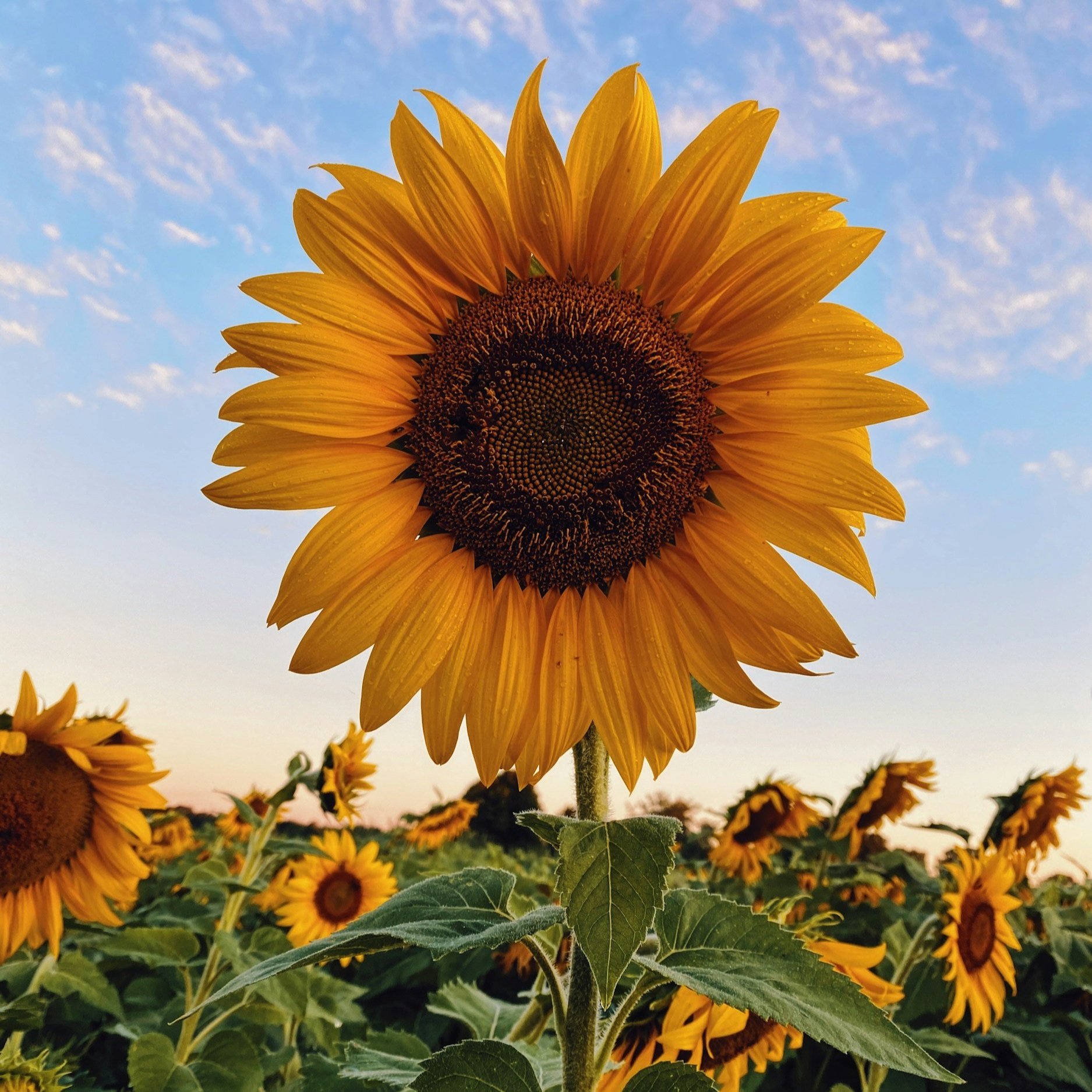unsplash-image-2IzoIHBgYAo Bright sunflower in full bloom, showcasing vibrant yellow petals and a dark center, surrounded by a field of sunflowers under a blue sky with wispy clouds. Ideal for nature and gardening themes.