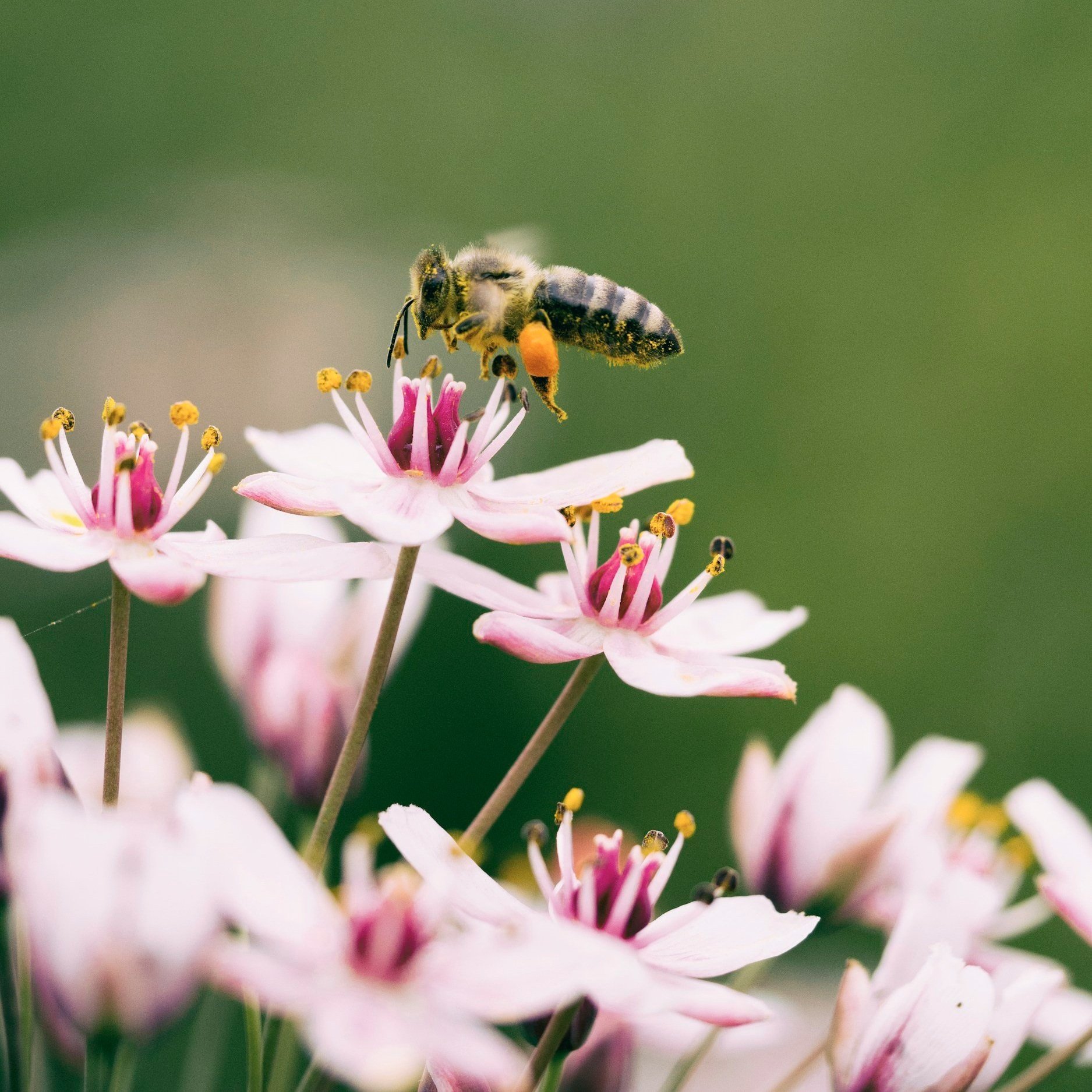 A close-up of a bee hovering over pink and white flowers, showcasing the bee's detailed body and the vibrant flower petals, with a soft green background. Ideal for discussions on pollination and biodiversity.